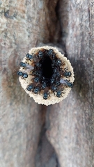 Scaptotrigona mexicana
