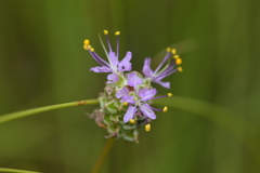 Dalea tenuis
