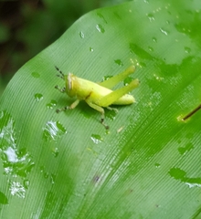 Abracris flavolineata