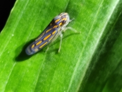 Apogonalia stalii
