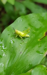 Abracris flavolineata