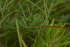 Dalea tenuis