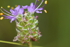 Dalea tenuis