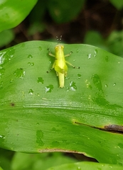 Abracris flavolineata