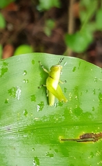 Abracris flavolineata