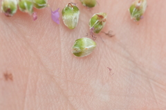Dalea tenuis