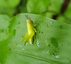 Abracris flavolineata