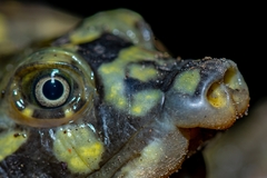 Lissemys punctata