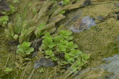 Lythrum ovalifolium