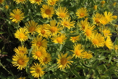 Pentanema britannica