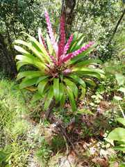 Tillandsia lucida