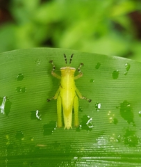 Abracris flavolineata