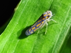 Apogonalia stalii