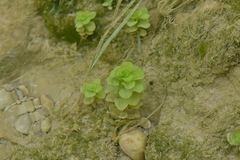 Lythrum ovalifolium