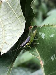 Liebermannacris dorsualis