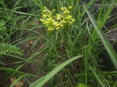 Habenaria linguella