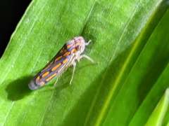 Apogonalia stalii