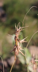 Image of Cymbopogon pospischilii