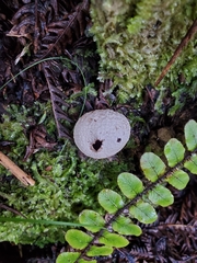Lycoperdon compactum