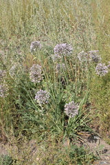 Allium senescens