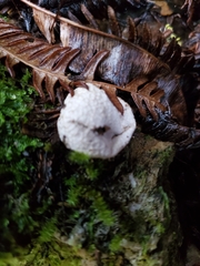 Lycoperdon compactum