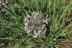 Allium senescens