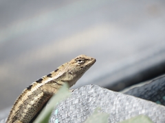 Microlophus occipitalis