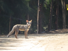 Lycalopex sechurae