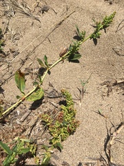 Rumex crassus
