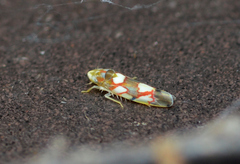 Erythroneura elegans