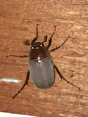 Phyllophaga aemula