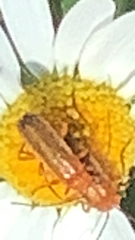 Rhagonycha fulva