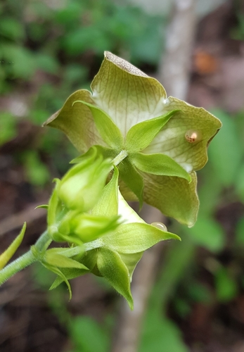 Polystemma guatemalense