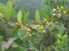 Toxocarpus wightianus