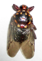 Hippobosca rufipes