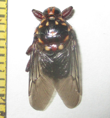 Hippobosca rufipes