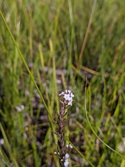 Leucopogon glacialis