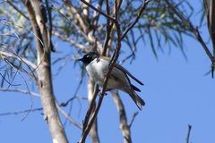 Melithreptus affinis