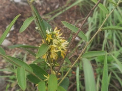 Toxocarpus wightianus