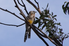 Anthochaera paradoxa