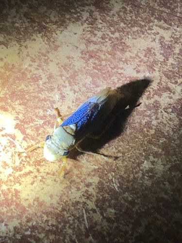 Hyogonia reticulata