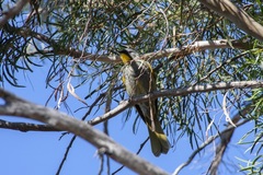 Nesoptilotis flavicollis