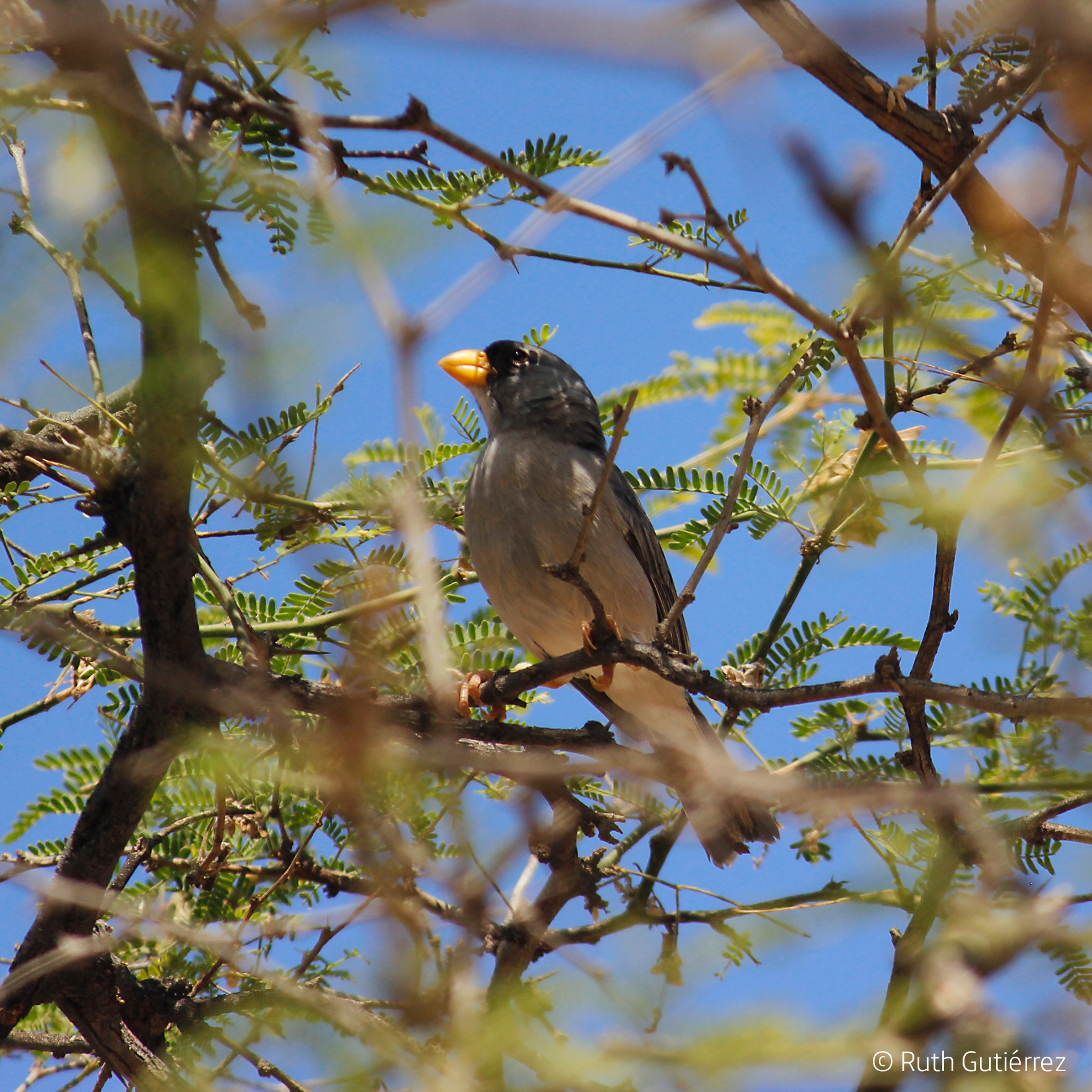 Cinereous Finch (Piezorina cinerea), photo 4