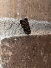 Lacinipolia renigera