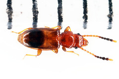 Laemophloeidae