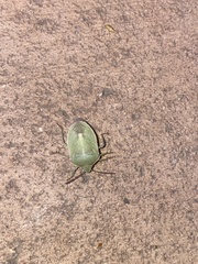Chlorochroa granulosa