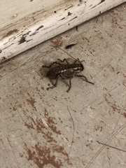 Cyphoderris