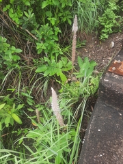 Uraria crinita