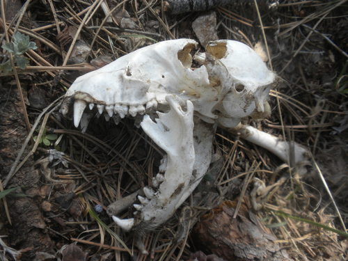 Common Raccoon photographed in Colorado