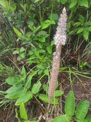 Uraria crinita
